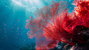 Coral Rojo.  Piedras Semipreciosas | Corso Joyería